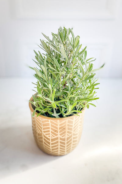 Rosemary, 4" Std.