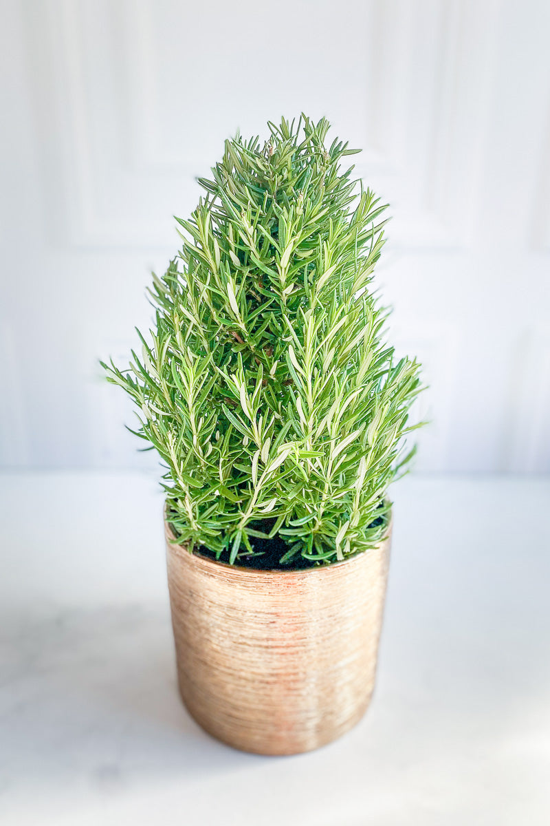 Rosemary, 6" Standard