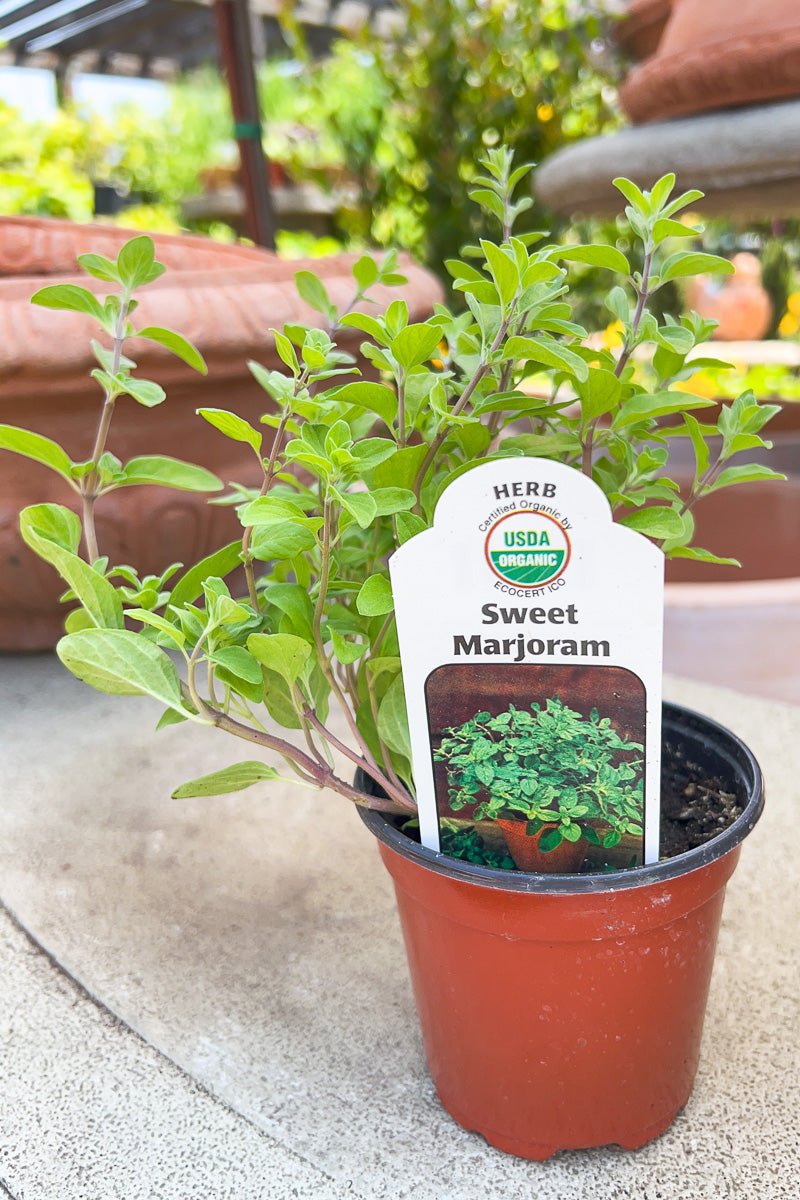 Organic Herb, Marjoram