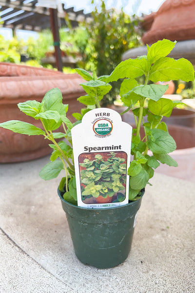 Herb, Organic Mint Spearmint