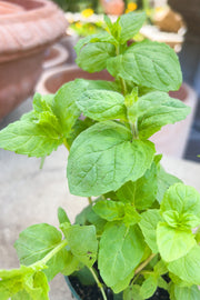 Herb, Organic Mint Spearmint