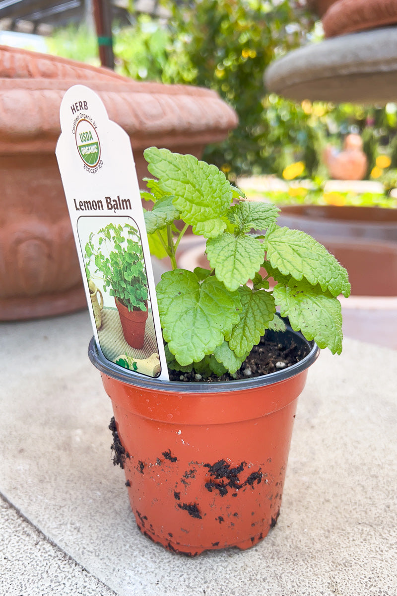 Organic Herb, Lemon Balm