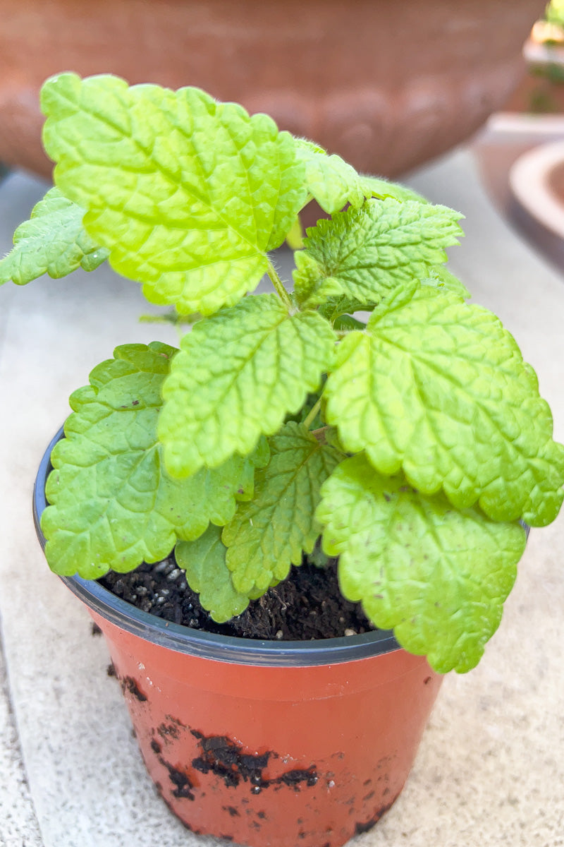 Organic Herb, Lemon Balm