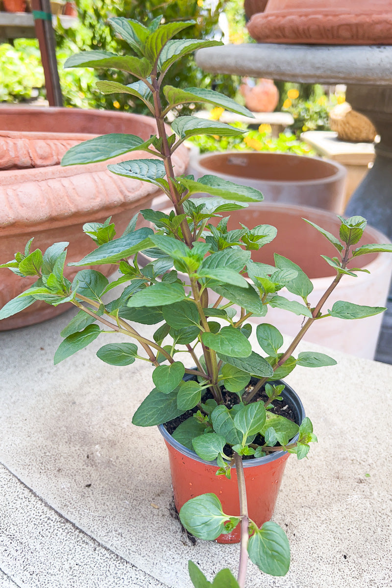 Organic Herb, Mint Peppermint