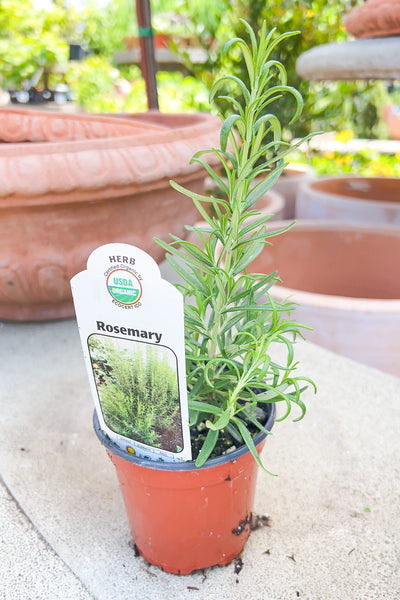 Organic Herb, Rosemary