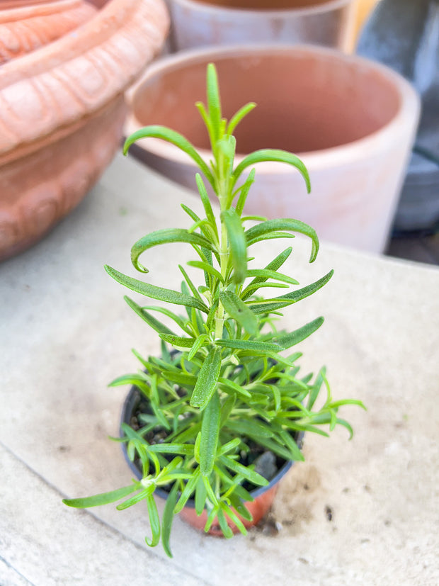 Organic Herb, Rosemary