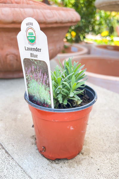 Organic Herb, Lavender