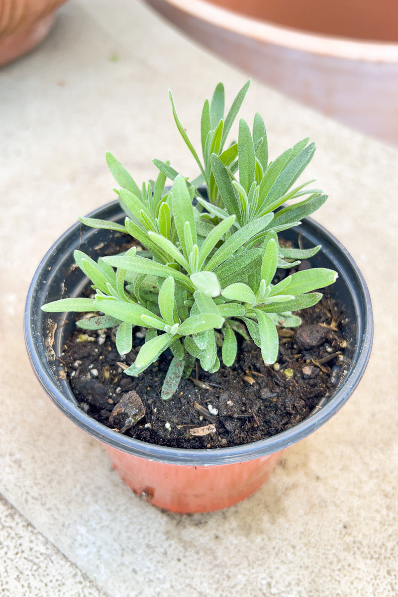 Organic Herb, Lavender Blue