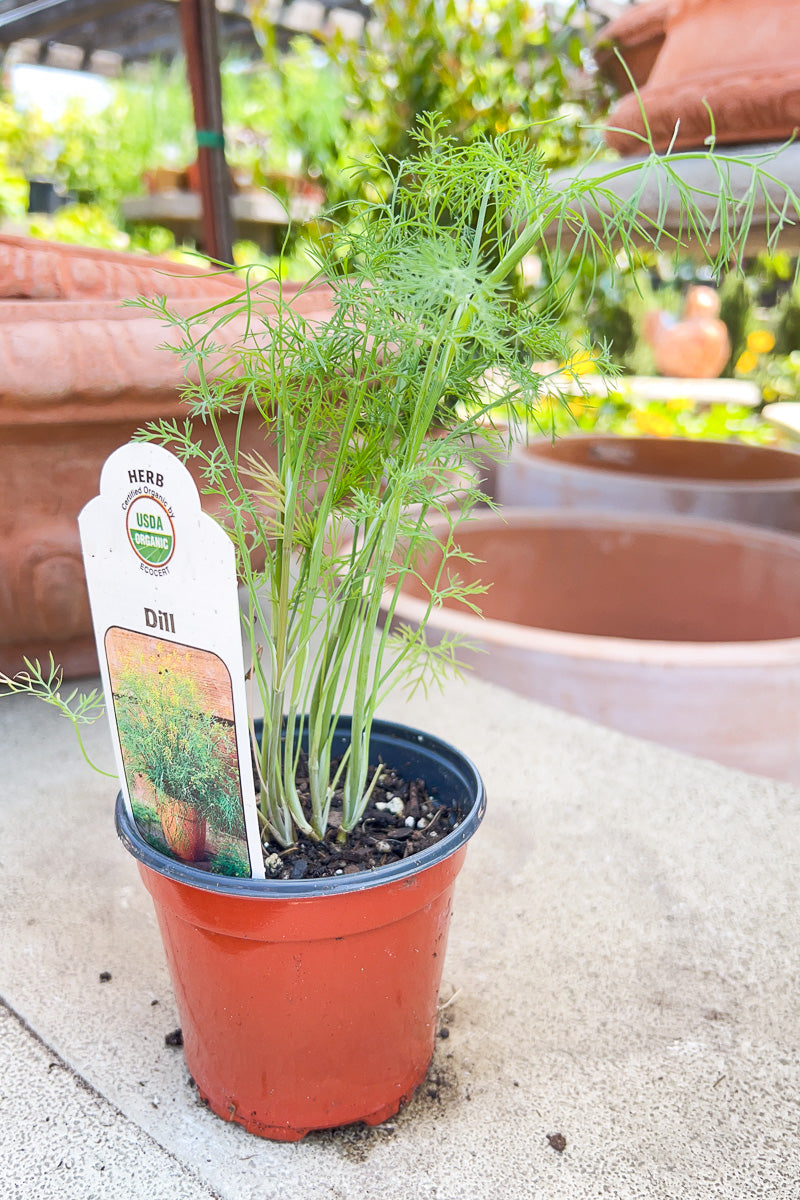 Organic Herb, Dill Fernleaf