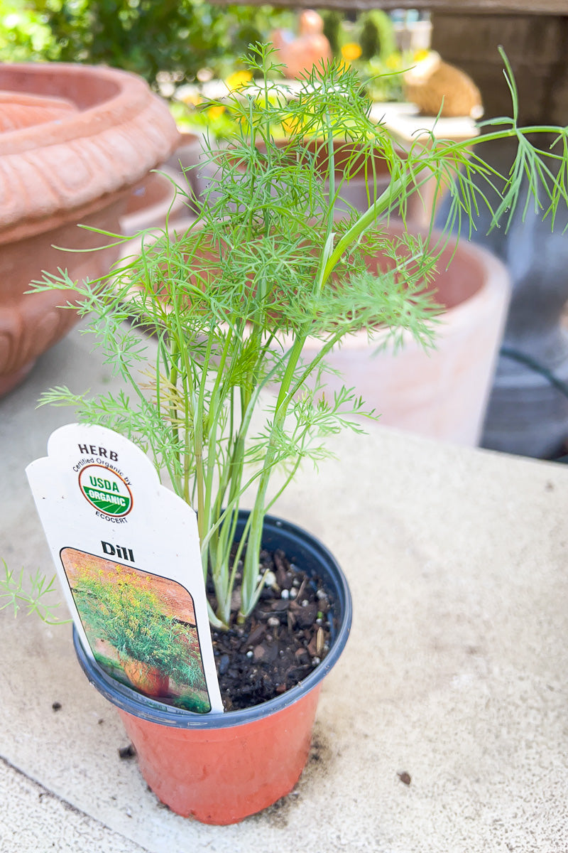 Organic Herb, Dill Fernleaf