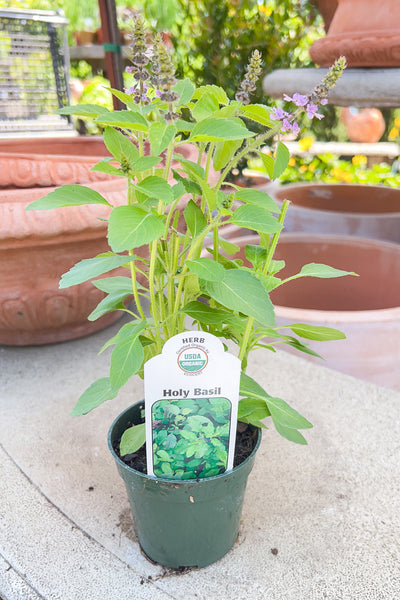Organic Herb, Basil Holy