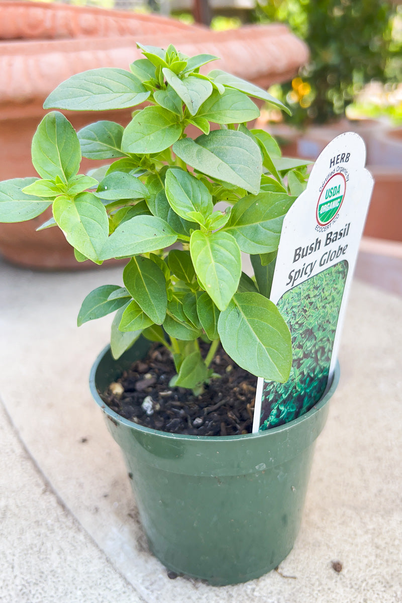 Organic Herb, Spicy Globe