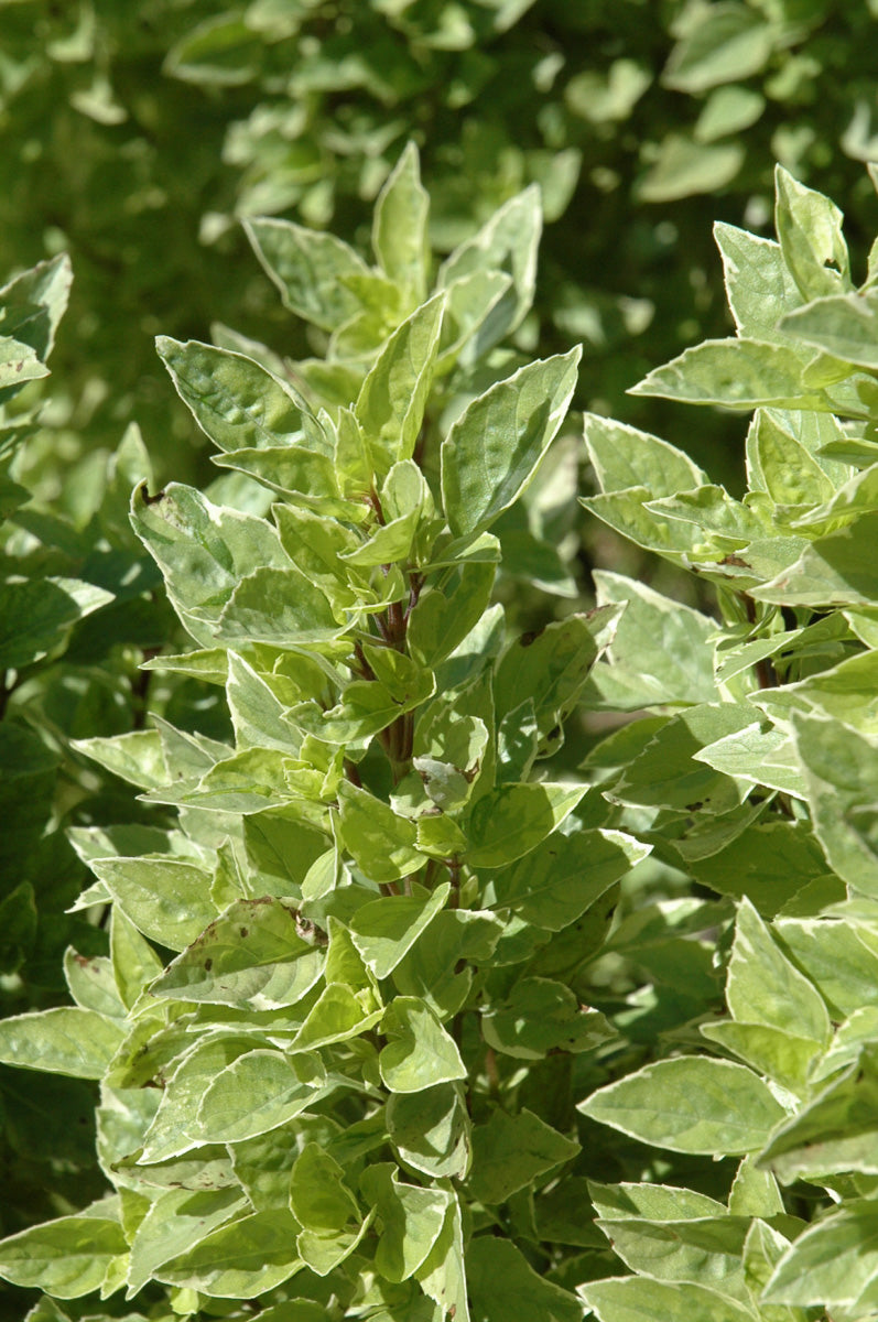 Herb, Basil Pesto Perpetuo