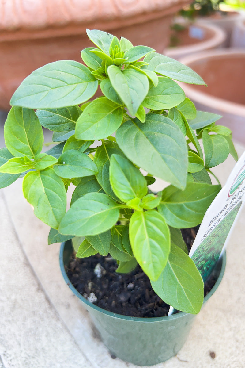 Organic Herb, Spicy Globe