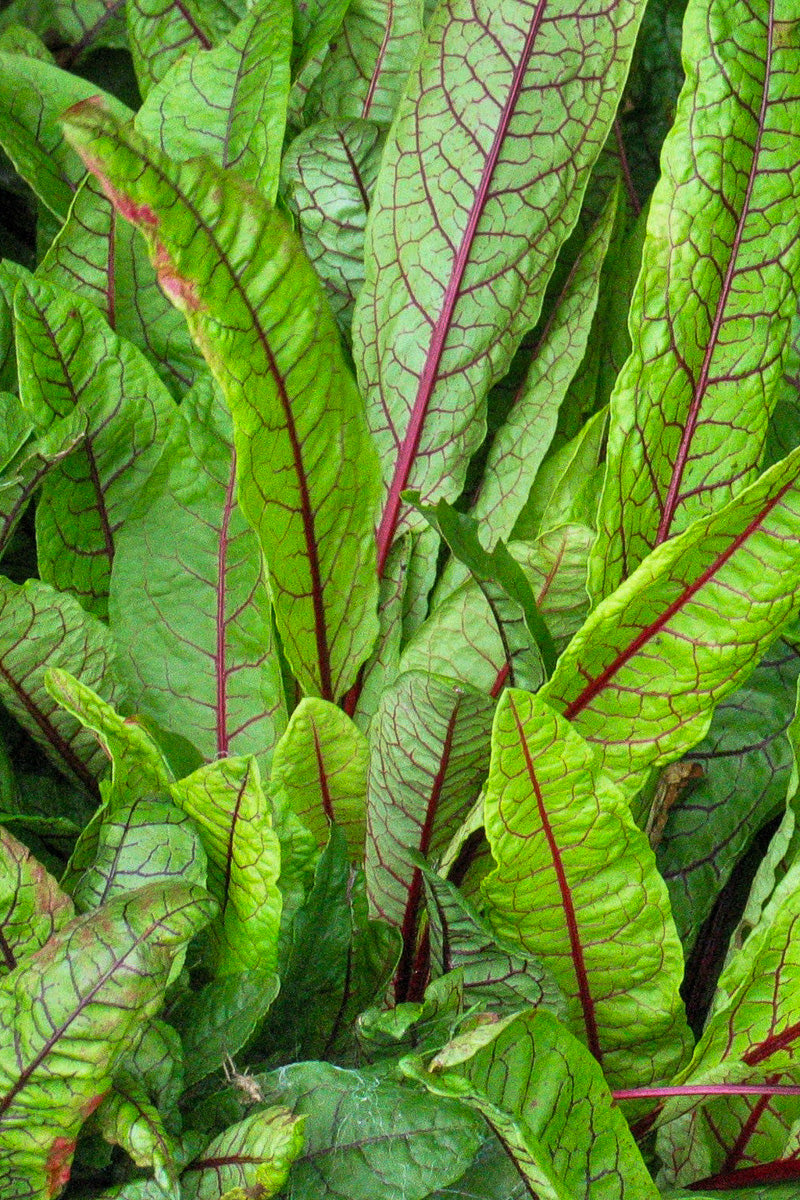 Herb, Sorrel Red Veined