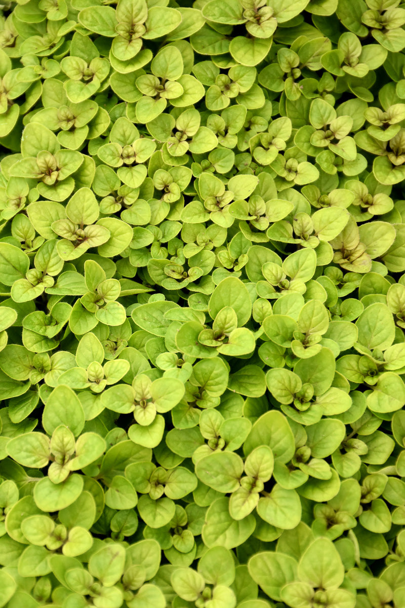 Herb, Oregano Golden 4"