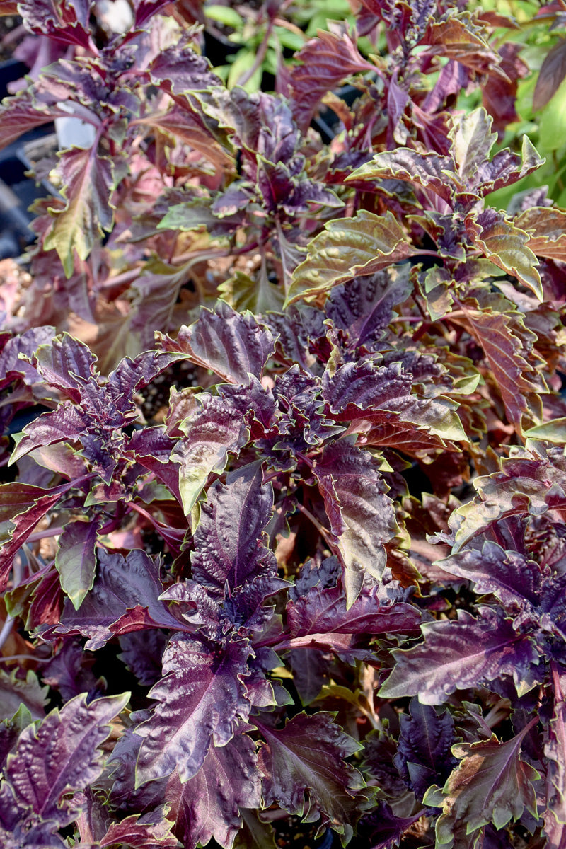Herb, Basil Purple Ruff 4"