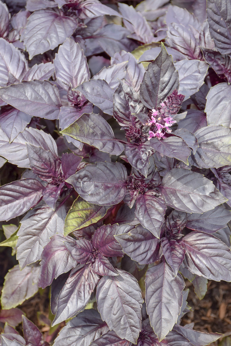 Herb, Basil Red Rubin