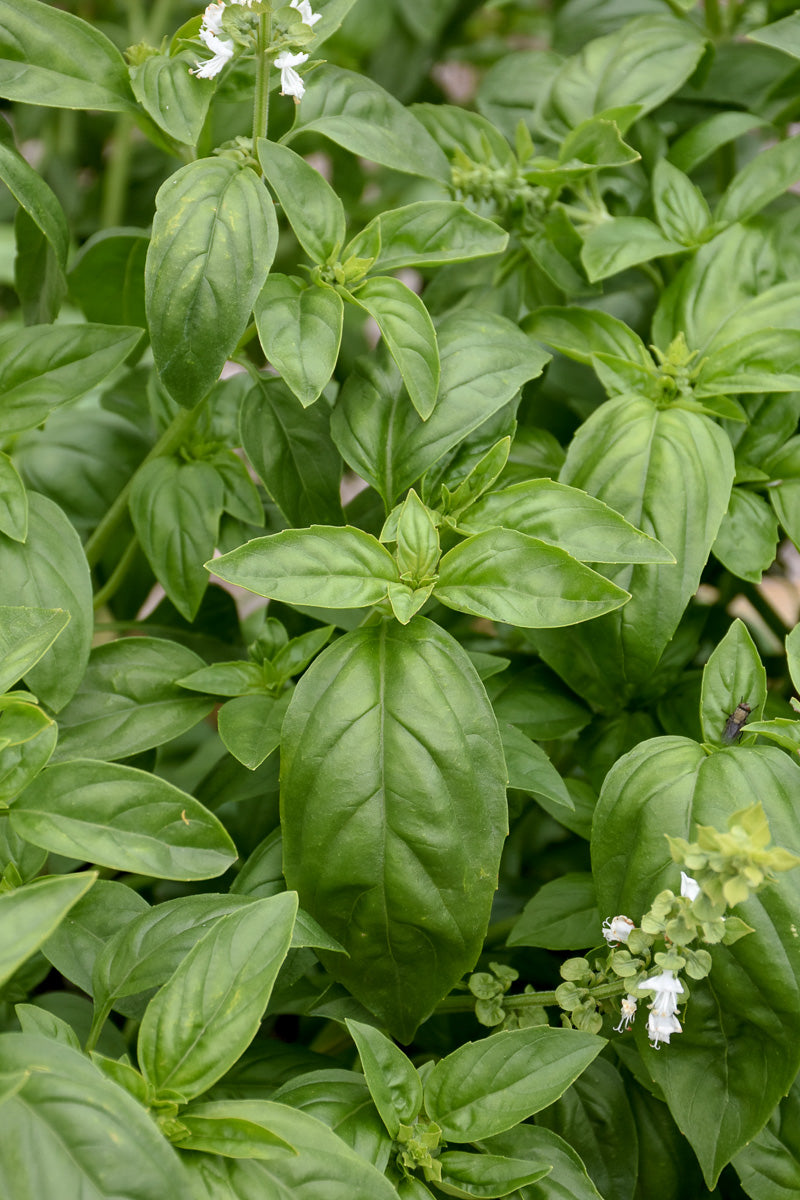 Herb, Basil Sweet Genovese