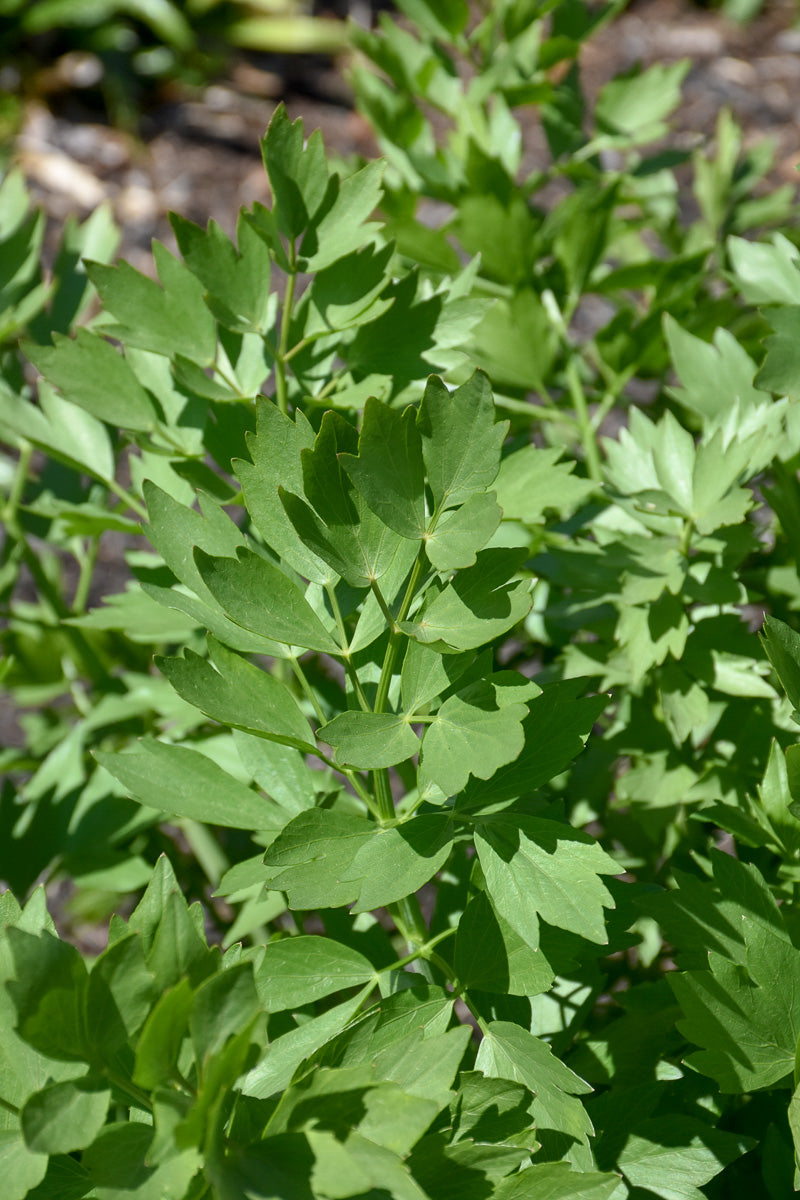 Herb, Lovage
