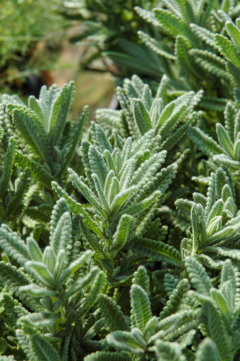 french lavender plant buy Herb, Lavender French – Chalet