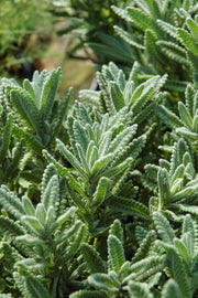 Herb | Lavender French | 4"