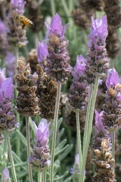 Herb, Lavender French