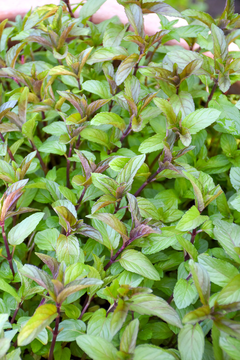 Herb,  Mint Chocolate