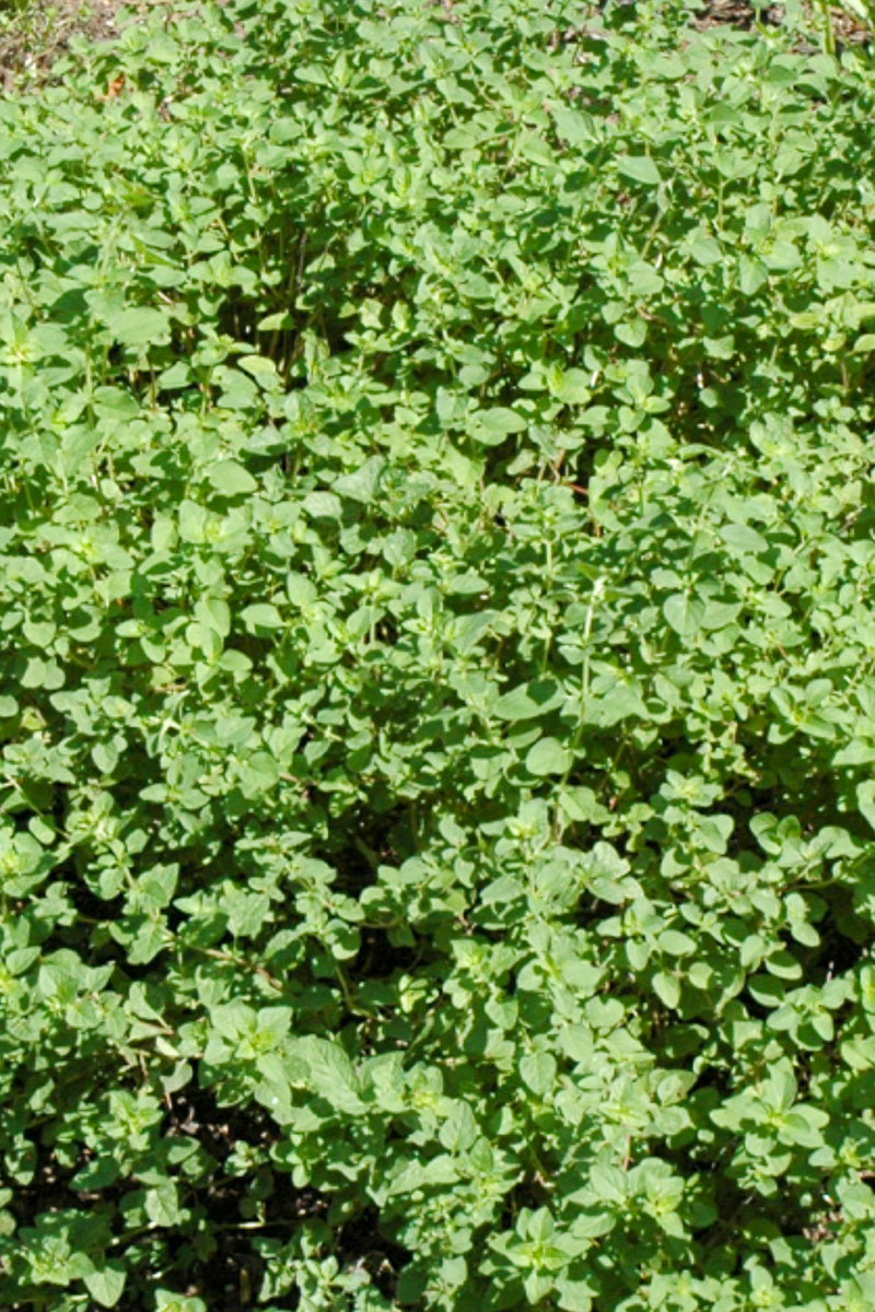 Herb, Greek Oregano