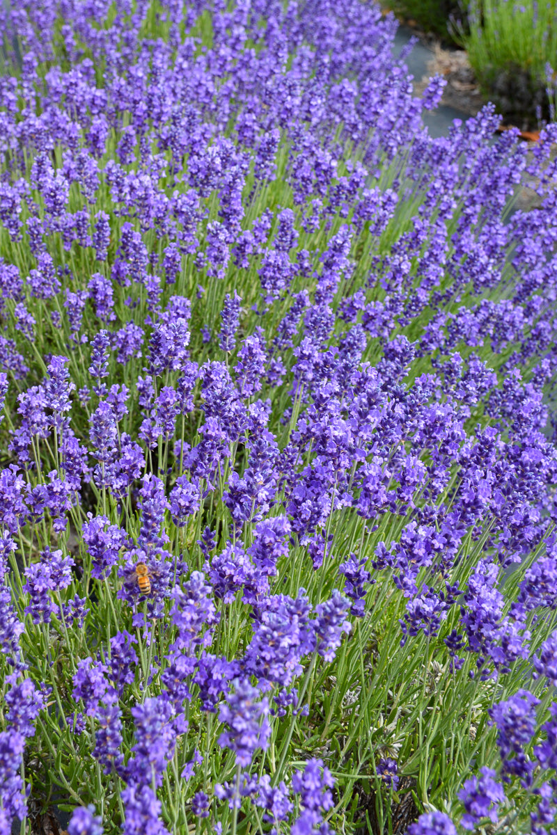 Herb, Lavender Hidcote