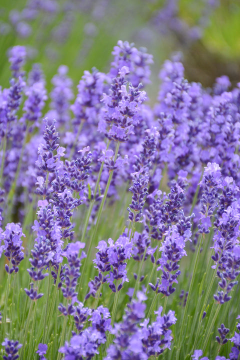 Herb | Lavender Hidcote | 4"
