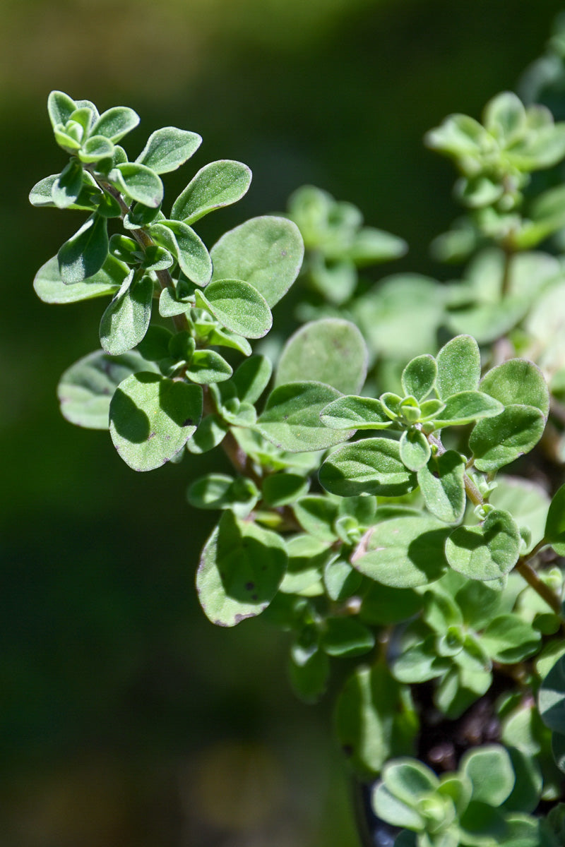 Herb, Marjoram