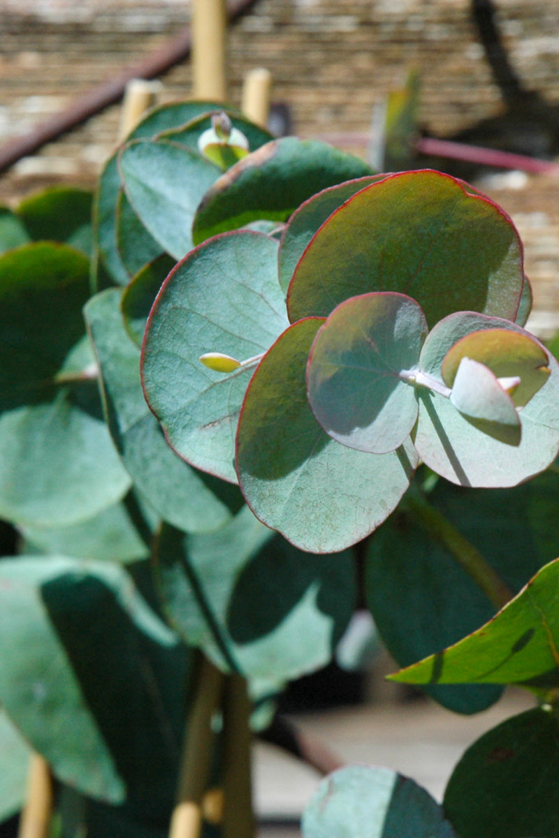 Herb, Eucalyptus Bush