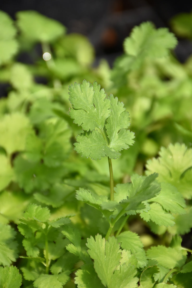 Herb, Cilantro  4"