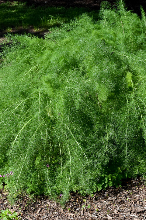 Herb, Fennel