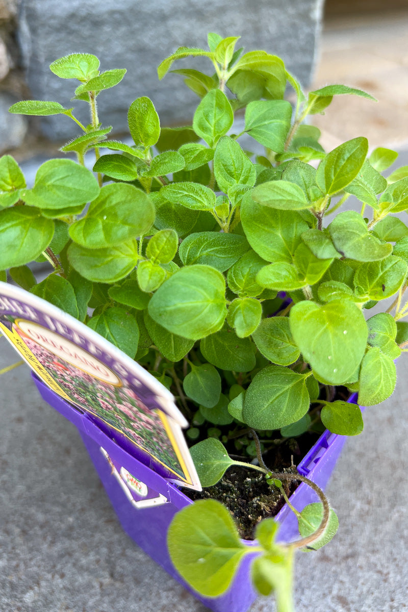 Organic Herb, Oregano 4"