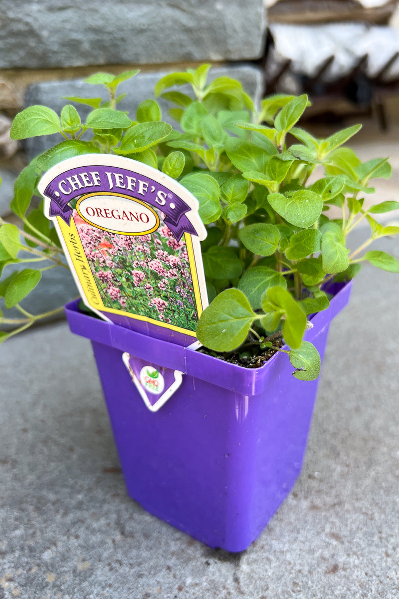 Organic Herb, Oregano 4"