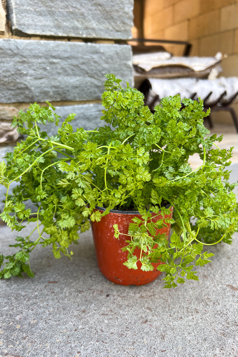 Herb, Parsley Curly