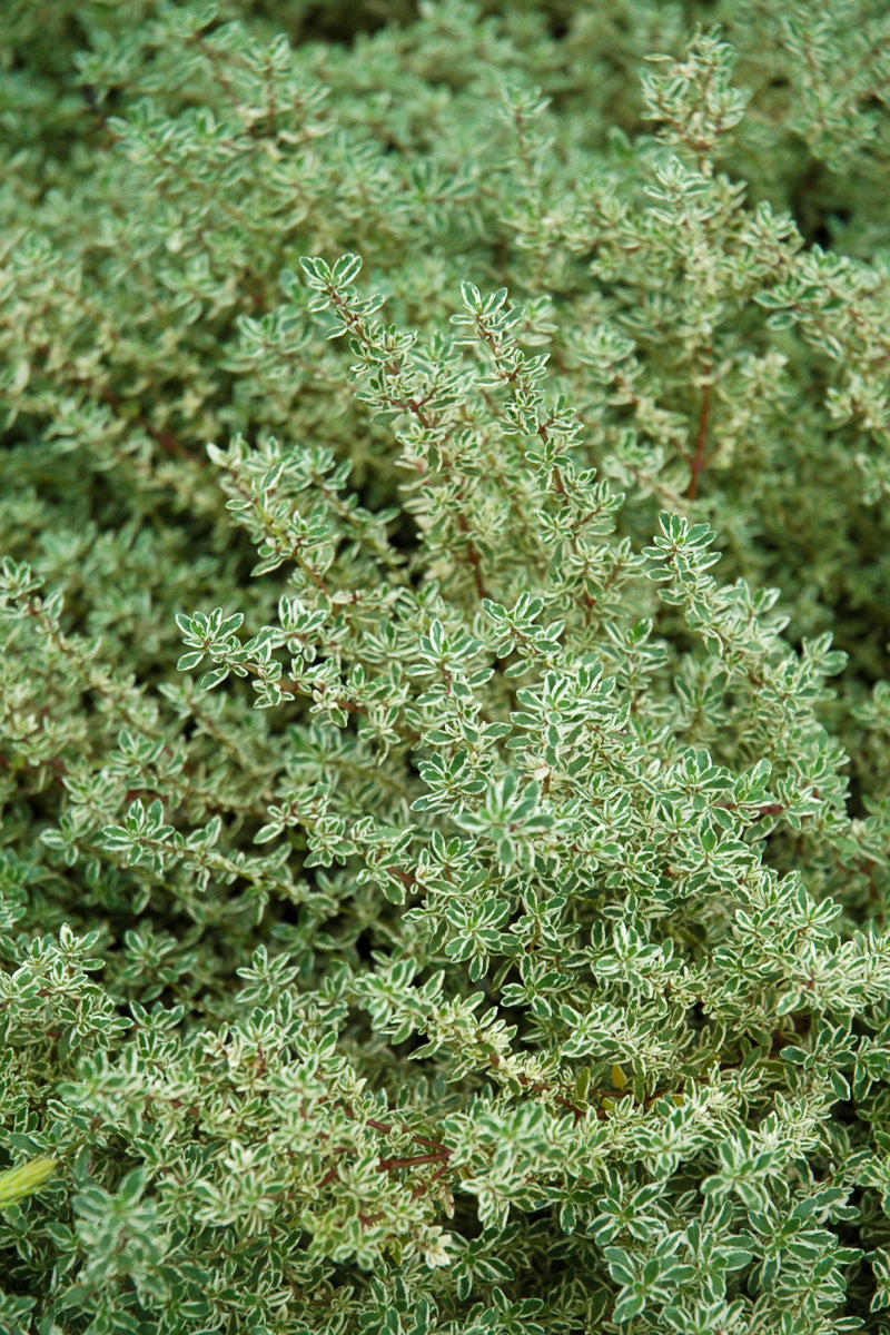 Herb, Thyme Silver Posey