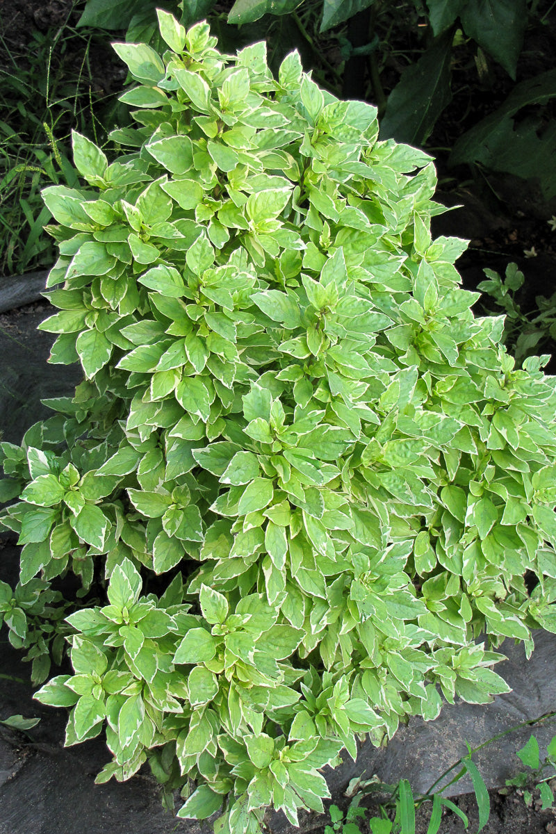 Organic Herb, Basil Lemon