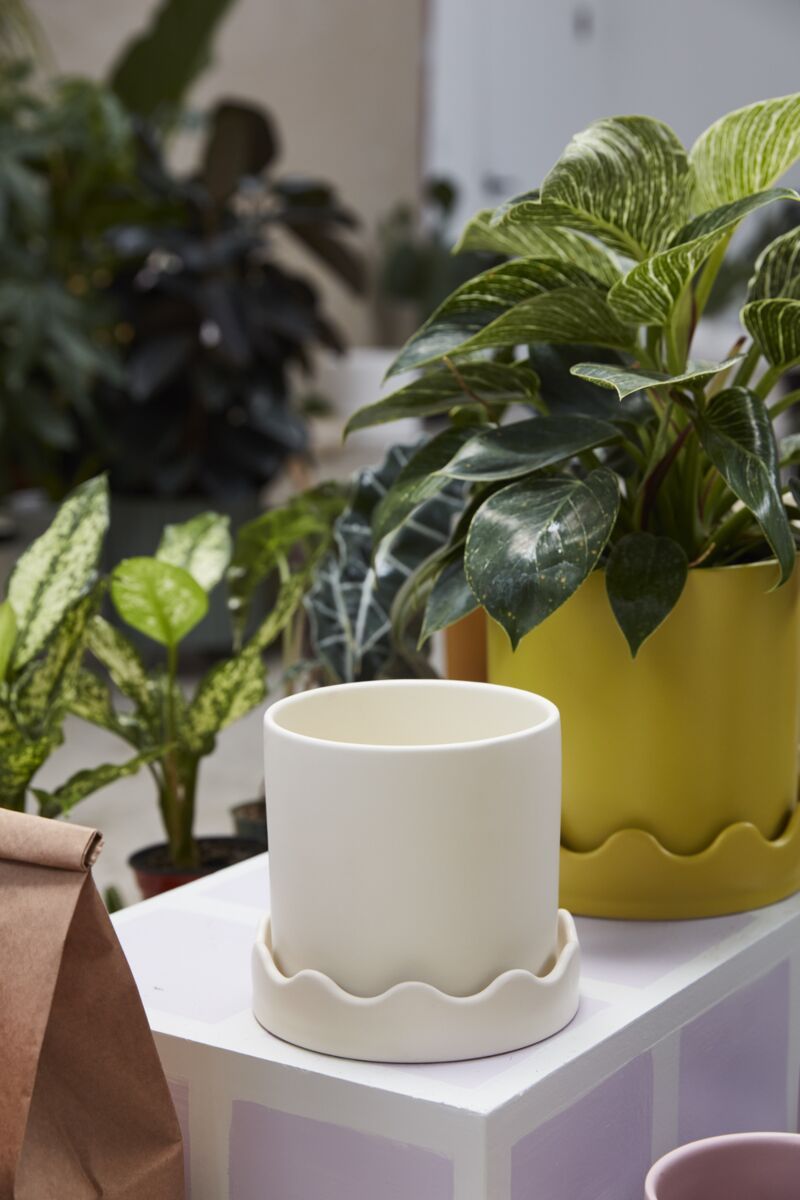 white ceramic saucer for plants Pissaro Pot with Saucer 6"x 5.5" White – Chalet