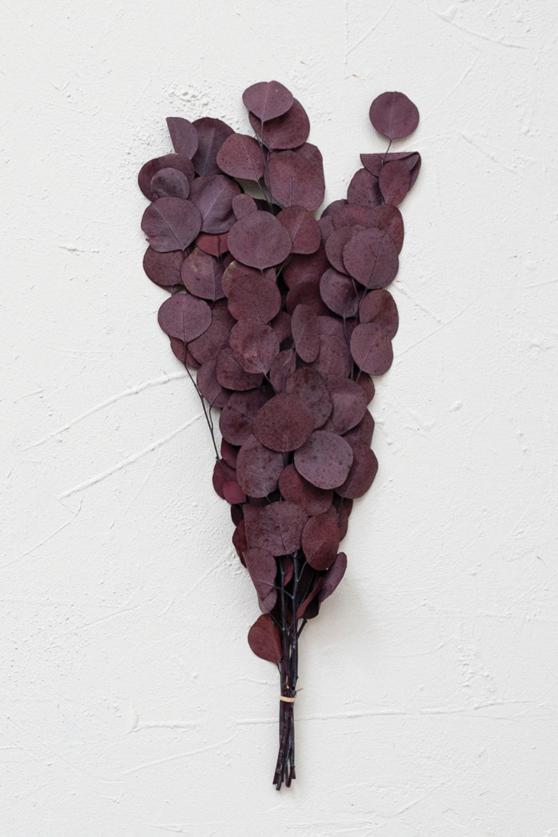 DRIED BUNCH EUCLPTS AUBERGINE