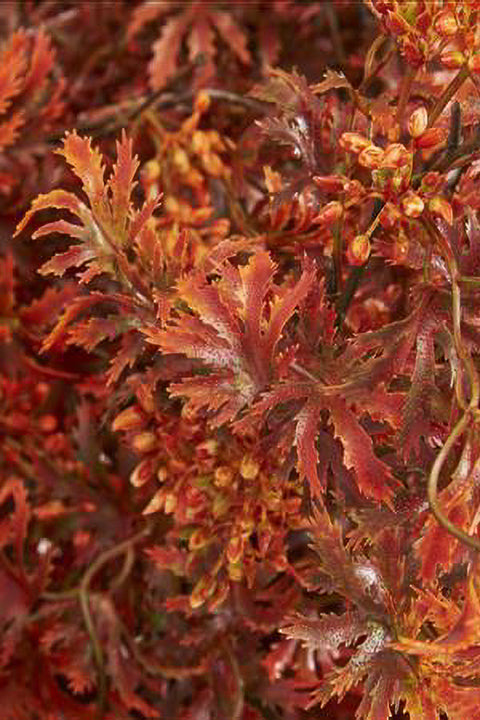 Silk Stem Japanese Maple, 30"