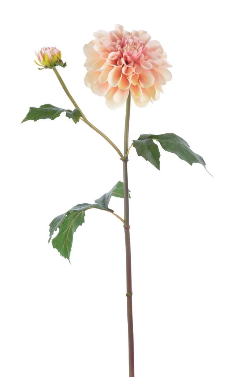 SILK, DAHLIA 25" LTMV
