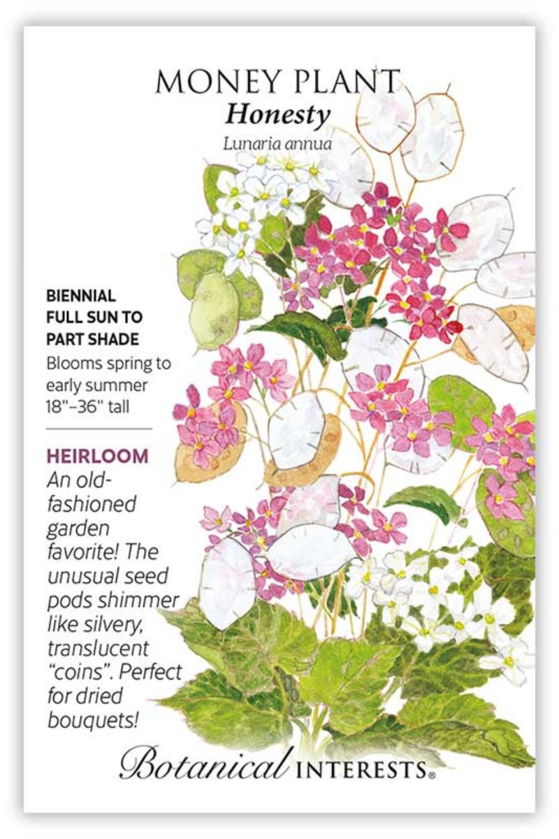 Botanical Interests Honesty Money Plant Seeds