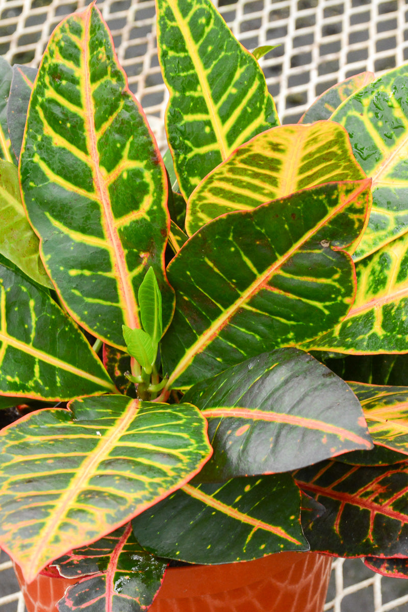 Croton, Petra 10"