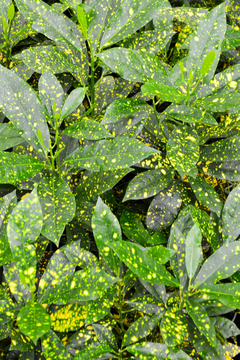 Croton, Golddust 3.5"