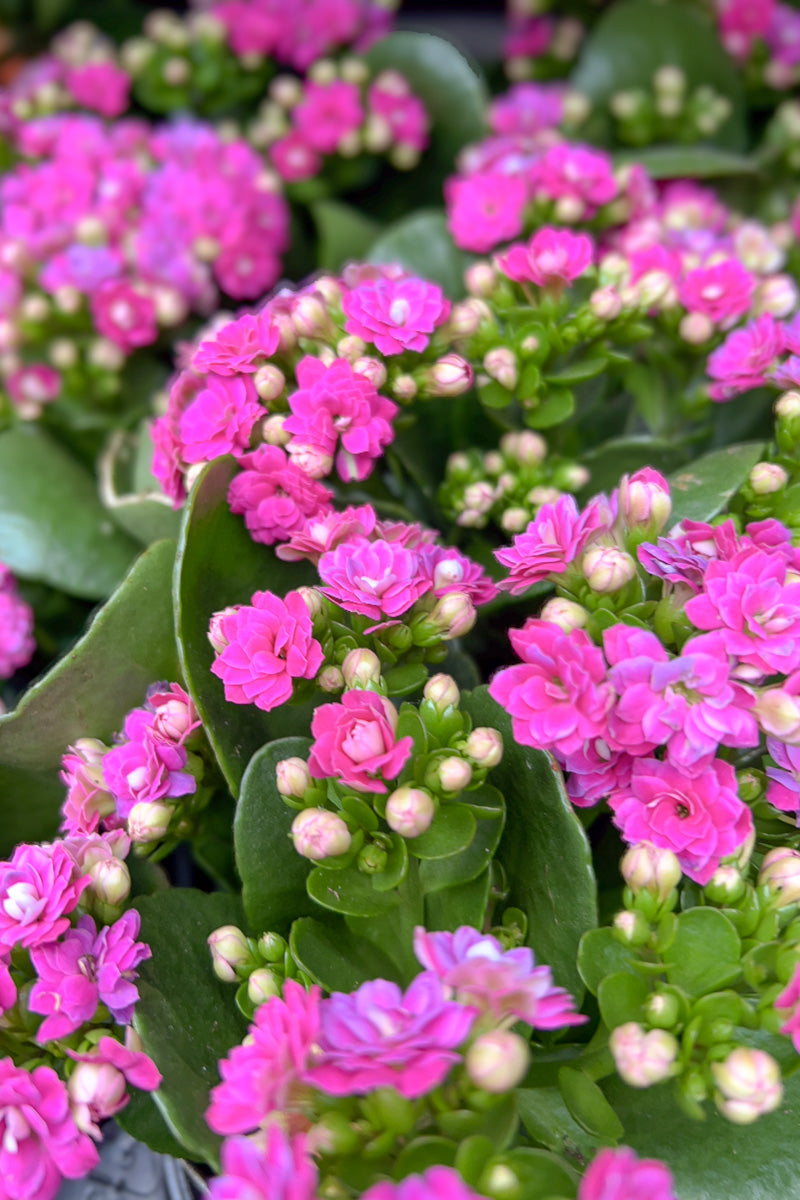 Kalanchoe, Calandiva Purple 4"