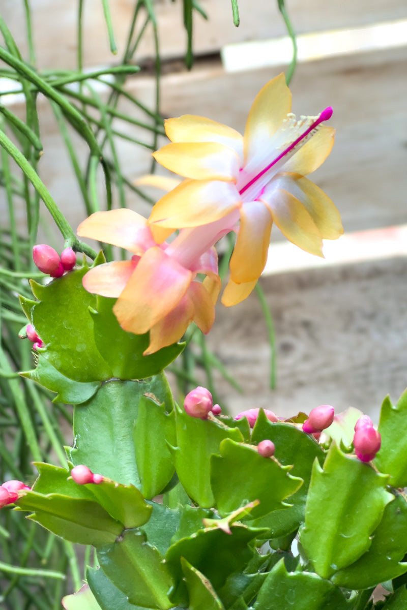 Holiday Cactus, Apricot 6"