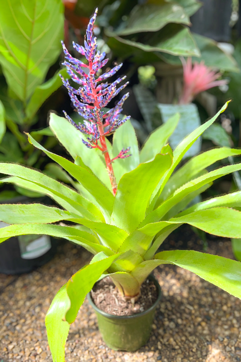 Bromeliad, De El Mar 6"